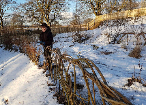 Man Weaves Whimsical Living Fence Out of Willow Branches